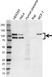 Anti Eplin Antibody, clone OTI9F3 (PrecisionAb Monoclonal Antibody) thumbnail image 1