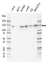Anti EPS15 Antibody, clone CD01/1C2 (PrecisionAb Monoclonal Antibody) thumbnail image 1