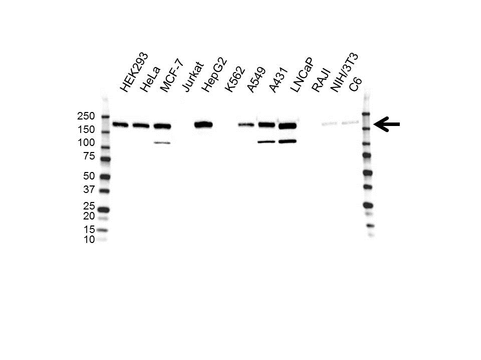 Anti ErbB2 Antibody, clone OTI4F10 (PrecisionAb Monoclonal Antibody) gallery image 1