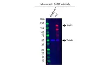 Anti ErbB2 Antibody, clone OTI4F10 (PrecisionAb Monoclonal Antibody) gallery image 2