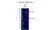 Anti ErbB2 Antibody, clone OTI4F10 (PrecisionAb Monoclonal Antibody) thumbnail image 2