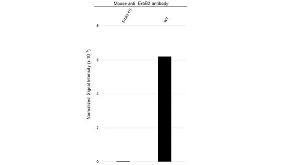Anti ErbB2 Antibody, clone OTI4F10 (PrecisionAb Monoclonal Antibody) gallery image 3