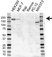 Anti ErbB4 Antibody, clone OTI3A10 (PrecisionAb Monoclonal Antibody) thumbnail image 1