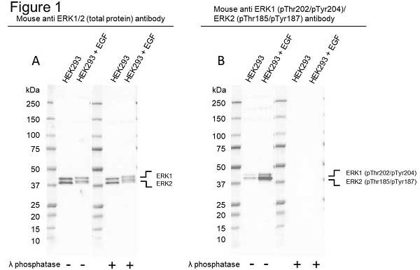 Anti ERK1 (pThr202/pTyr204)/ERK2 (pThr185/pTyr187) Antibody, clone F04/4G10 (PrecisionAb Monoclonal Antibody) gallery image 1