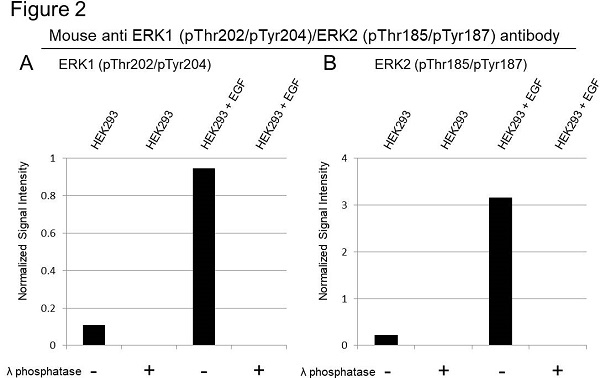 Anti ERK1 (pThr202/pTyr204)/ERK2 (pThr185/pTyr187) Antibody, clone F04/4G10 (PrecisionAb Monoclonal Antibody) gallery image 2
