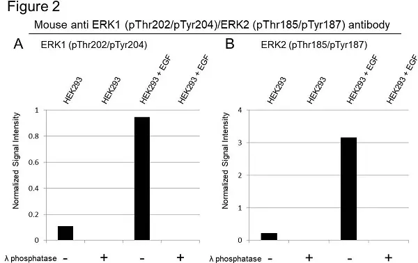 Anti ERK1 (pThr202/pTyr204)/ERK2 (pThr185/pTyr187) Antibody, clone F04/4G10 (PrecisionAb Monoclonal Antibody) gallery image 2