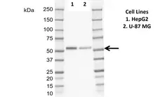 Anti Human ERRFI1 Antibody, clone CD02-3E1 gallery image 1