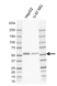 Anti Human ERRFI1 Antibody, clone CD02-3E1 thumbnail image 1