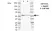 Anti Human ERRFI1 Antibody, clone CD02-3E1 thumbnail image 1