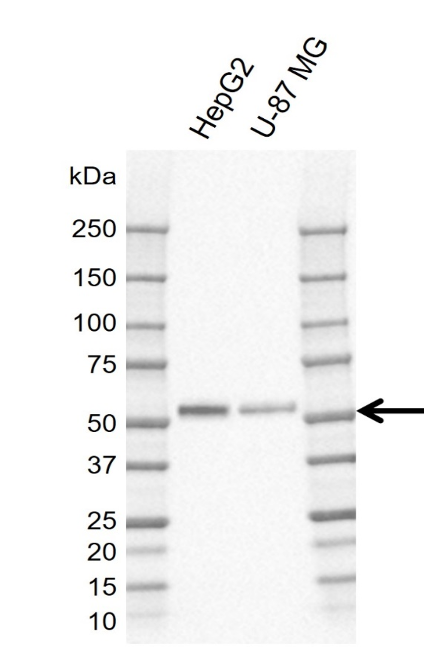 Anti Human ERRFI1 Antibody, clone CD02-3E1 gallery image 1