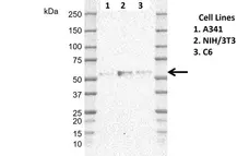 Anti Human ERRFI1 Antibody, clone CD02-3E1 gallery image 2