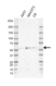 Anti Human ERRFI1 Antibody, clone CD02-3E1 thumbnail image 2