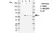 Anti Human ERRFI1 Antibody, clone CD02-3E1 thumbnail image 2
