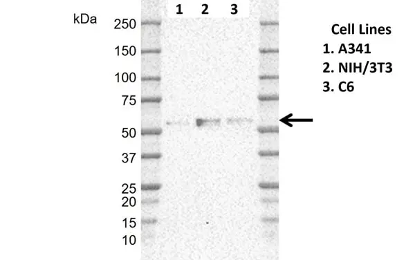 Anti Human ERRFI1 Antibody, clone CD02-3E1 gallery image 2