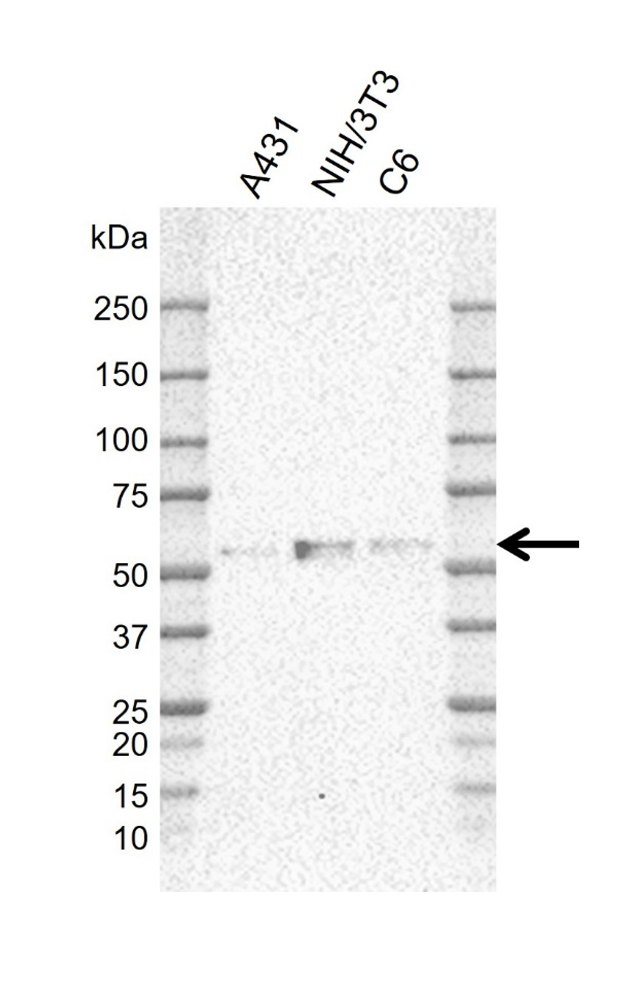 Anti Human ERRFI1 Antibody, clone CD02-3E1 gallery image 2