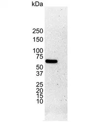 Anti Human Estrogen Receptor Alpha Antibody, clone 6F11 gallery image 3