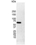 Anti Human Estrogen Receptor Alpha Antibody, clone 6F11 thumbnail image 3