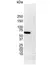 Anti Human Estrogen Receptor Alpha Antibody, clone 6F11 thumbnail image 3