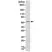 Anti Estrogen Receptor Alpha Antibody, clone RM292 thumbnail image 1