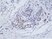 Anti Estrogen Receptor Alpha Antibody, clone RM292 thumbnail image 2
