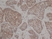 Anti Human Estrogen Receptor Beta 1 Antibody, clone PPG5/10 thumbnail image 2