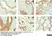Anti Human Estrogen Receptor Beta 1 Antibody, clone PPG5/10 thumbnail image 24