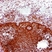 Anti Human Estrogen Receptor Beta 1 Antibody, clone PPG5/10 thumbnail image 4