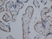 Anti Human Estrogen Receptor Beta 1 Antibody, clone PPG5/10 thumbnail image 5