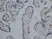 Anti Human Estrogen Receptor Beta 1 Antibody, clone PPG5/10 thumbnail image 5