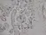 Anti Human Estrogen Receptor Beta 1 Antibody, clone PPG5/10 thumbnail image 6