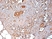 Anti Human Estrogen Receptor Beta 1 Antibody, clone PPG5/10 thumbnail image 7