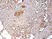 Anti Human Estrogen Receptor Beta 1 Antibody, clone PPG5/10 thumbnail image 7