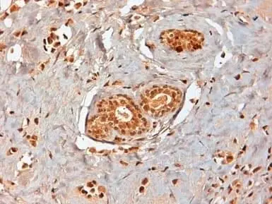 Anti Human Estrogen Receptor Beta 1 Antibody, clone PPG5/10 gallery image 8