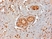 Anti Human Estrogen Receptor Beta 1 Antibody, clone PPG5/10 thumbnail image 8