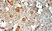 Anti Human Estrogen Receptor Beta 2 Antibody, clone 57/3 thumbnail image 1