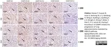 Anti Human Estrogen Receptor Beta 2 Antibody, clone 57/3 gallery image 7