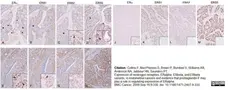 Anti Human Estrogen Receptor Beta 5 Antibody, clone 5/25 gallery image 3