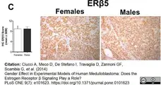 Anti Human Estrogen Receptor Beta 5 Antibody, clone 5/25 gallery image 5