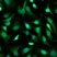 Anti EXPORTIN-1 Antibody, clone KL01/4H7 (PrecisionAb Monoclonal Antibody) thumbnail image 1