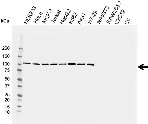 Anti EXPORTIN-1 Antibody, clone KL01/4H7 (PrecisionAb Monoclonal Antibody) gallery image 2