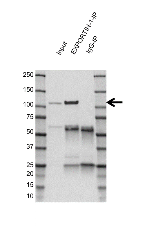 Anti EXPORTIN-1 Antibody, clone KL01/4H7 (PrecisionAb Monoclonal Antibody) gallery image 3