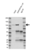 Anti EXPORTIN-1 Antibody, clone KL01/4H7 (PrecisionAb Monoclonal Antibody) thumbnail image 3