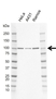 Anti Human EXPORTIN-2 Antibody, clone AB01/2E3 (PrecisionAb Monoclonal Antibody) thumbnail image 1