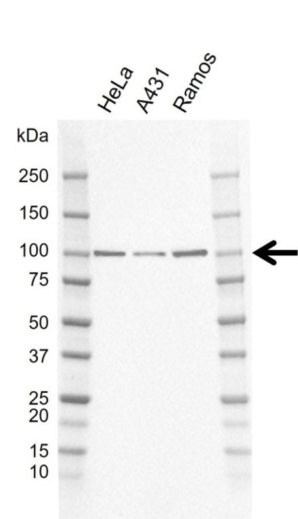 Anti Human EXPORTIN-2 Antibody, clone AB01/2E3 (PrecisionAb Monoclonal Antibody) gallery image 1
