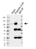 Anti Human EXPORTIN-2 Antibody, clone AB01/2E3 (PrecisionAb Monoclonal Antibody) thumbnail image 2