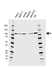 Anti EZH2 Antibody, clone EF01/1C3.H6.1 (PrecisionAb Monoclonal Antibody) thumbnail image 1