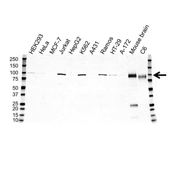 Anti EZH2 Antibody, clone OTI10B10 (PrecisionAb Monoclonal Antibody) gallery image 1