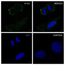 Anti Ezrin Antibody, clone CPTC26 (PrecisionAb Monoclonal Antibody) gallery image 1