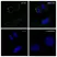 Anti Ezrin Antibody, clone CPTC26 (PrecisionAb Monoclonal Antibody) thumbnail image 1