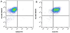 Anti Ezrin Antibody, clone CPTC26 (PrecisionAb Monoclonal Antibody) gallery image 2